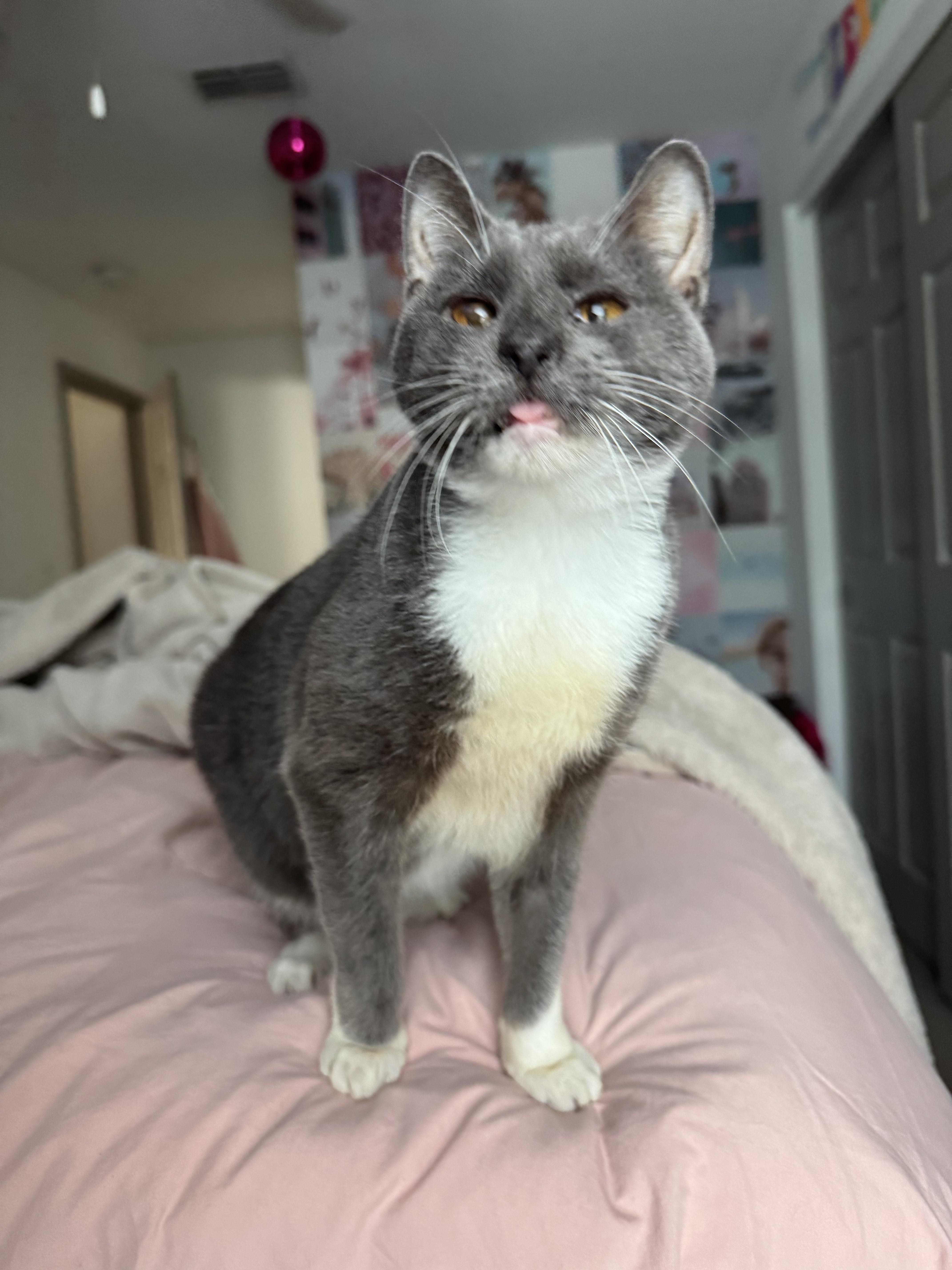 Baby Gray thumbnail 3