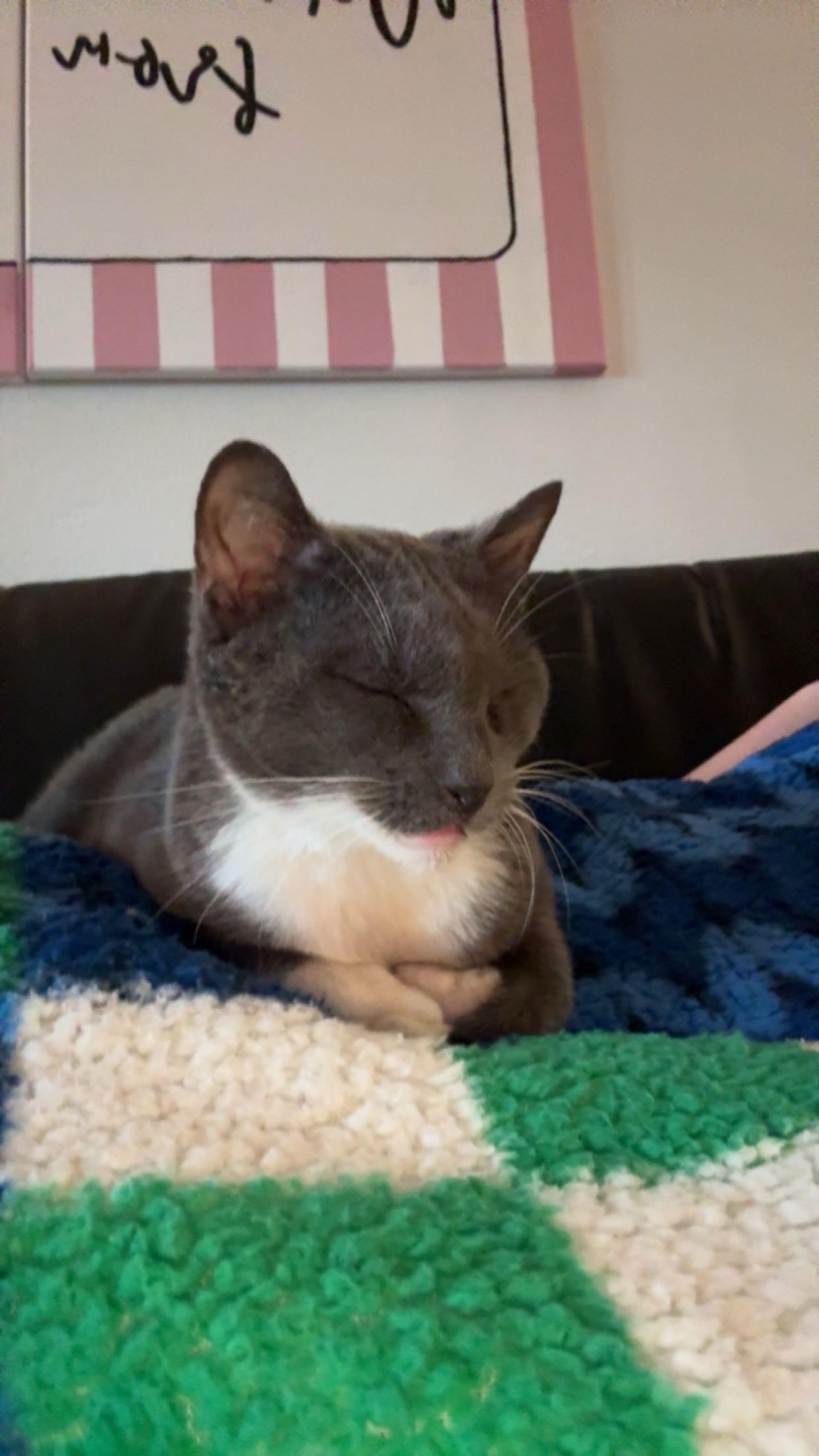 Baby Gray thumbnail 2