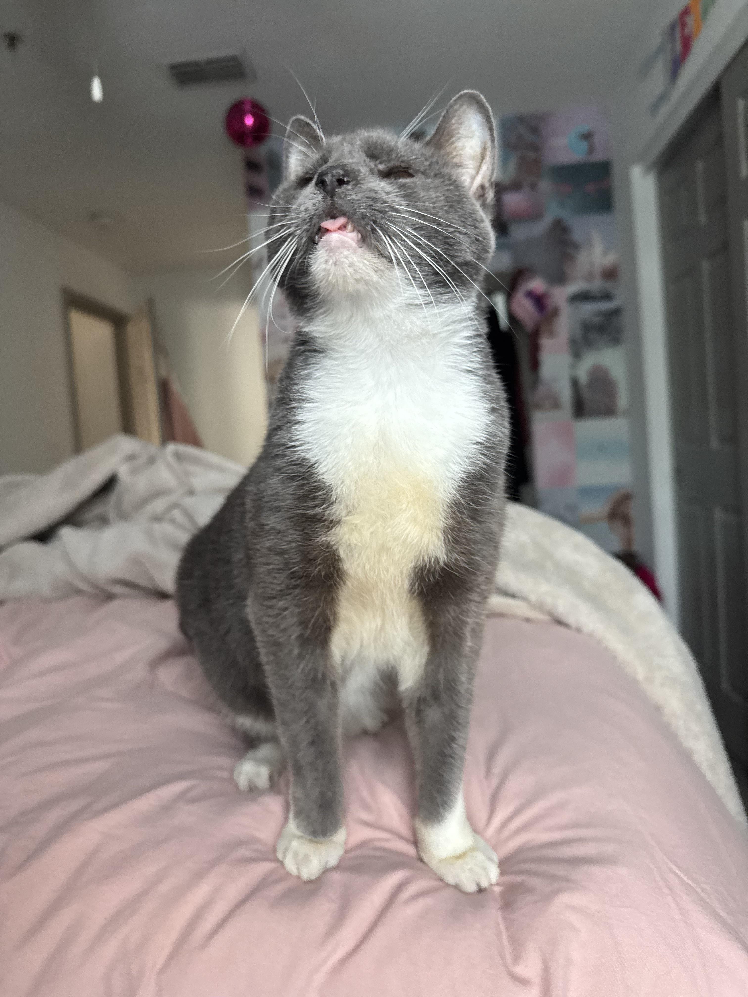 Baby Gray thumbnail 4