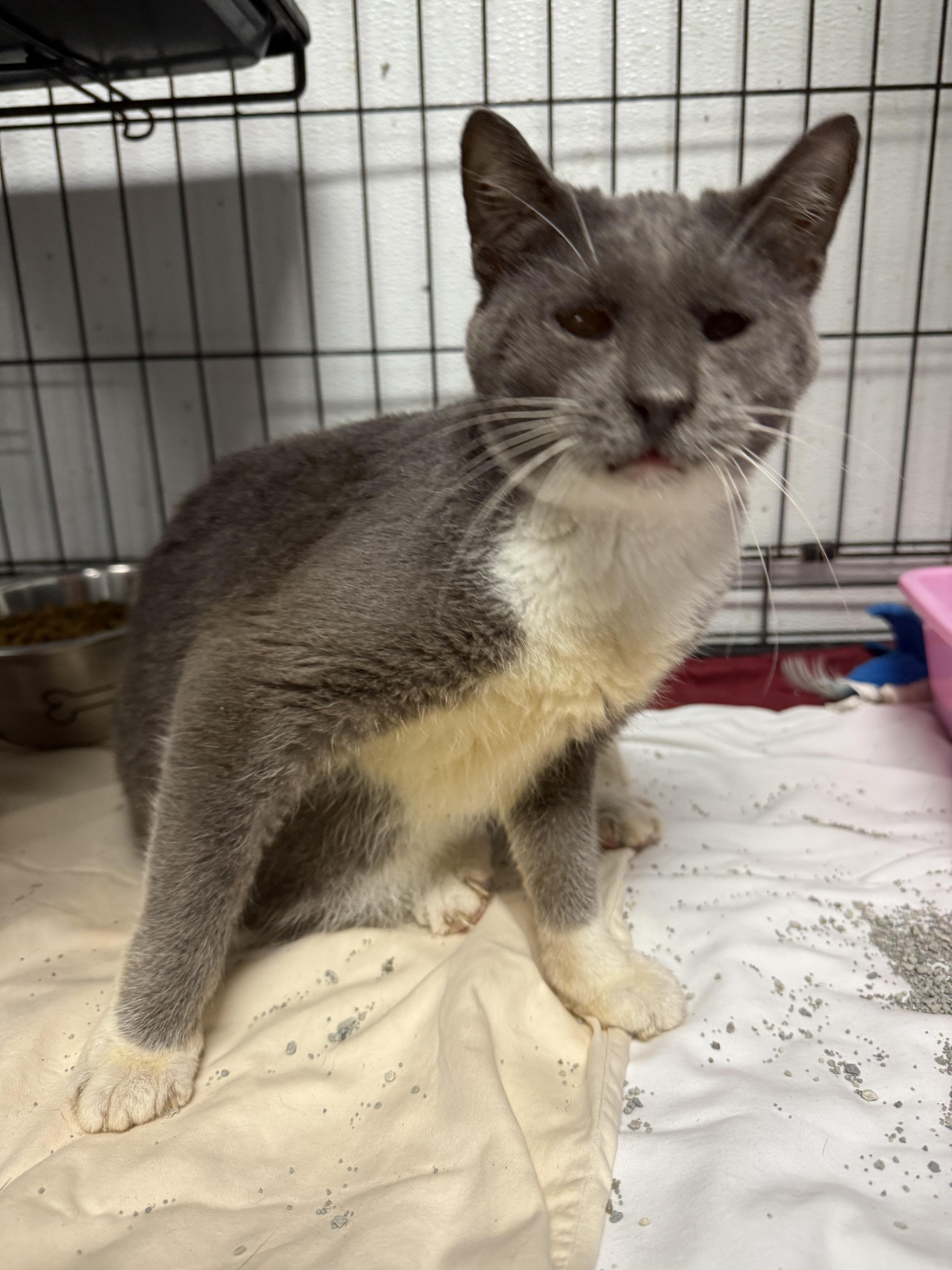 Baby Gray thumbnail 5