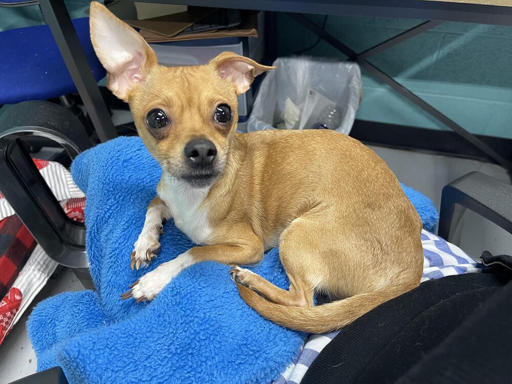 Gizmo, Adopted, Young Male Chihuahua.