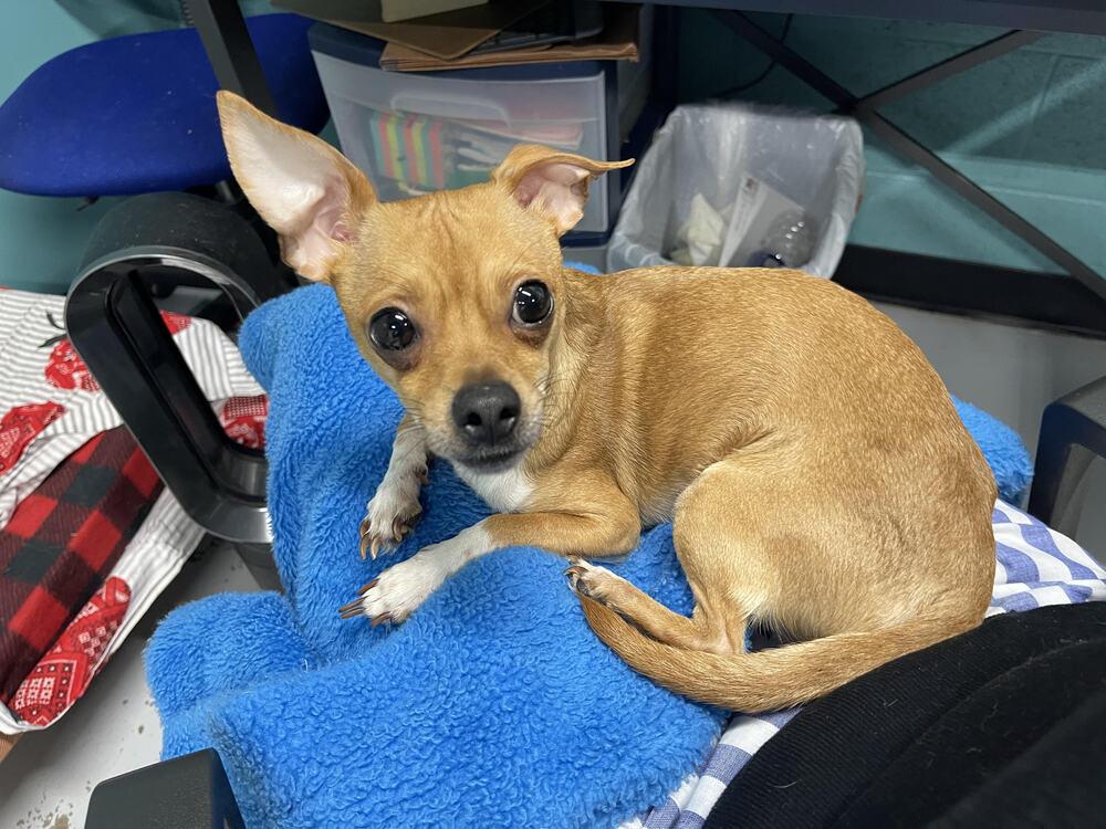 Enlarge Gizmo, a Adopted Chihuahua in Chattanooga, TN image 2/2
