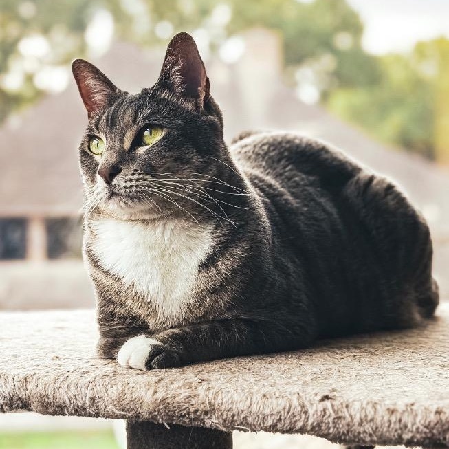 Enlarge Stumpy the Tripod, a Adoptable mixed breed in Houston, TX image 6/6