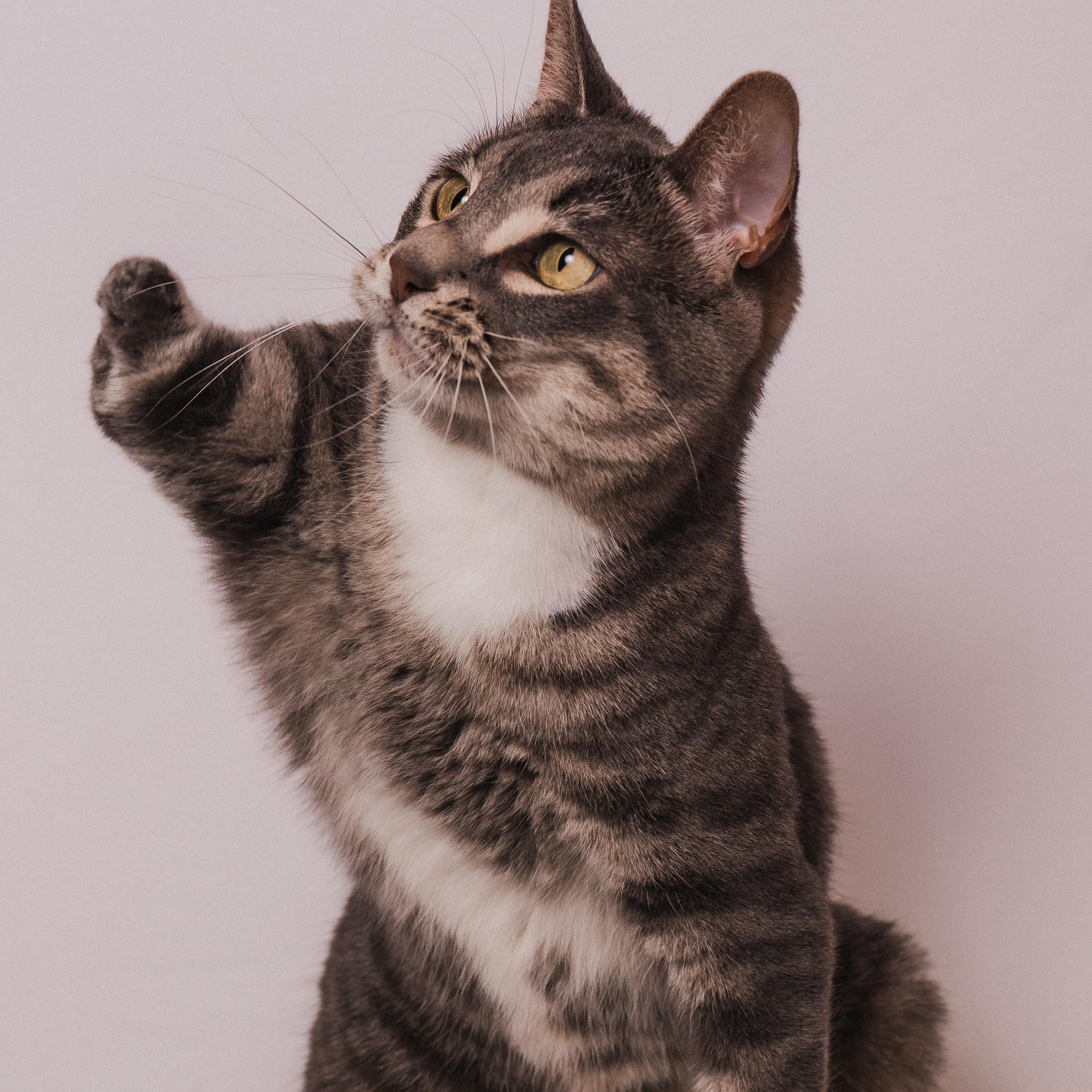 Stumpy the Tripod, Adoptable, Adult Female Domestic Short Hair.