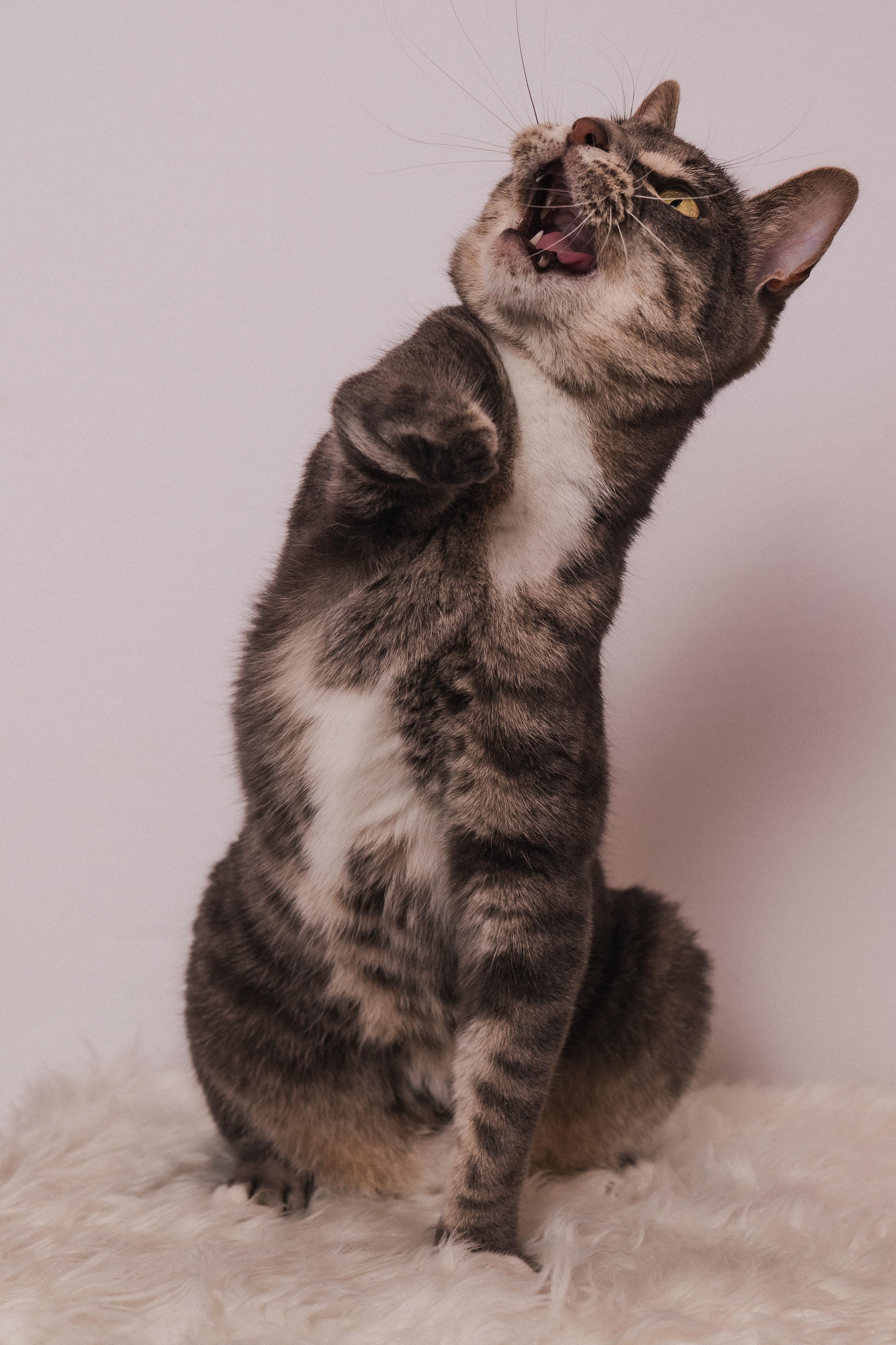 Enlarge Stumpy the Tripod, a Adoptable mixed breed in Houston, TX image 3/6