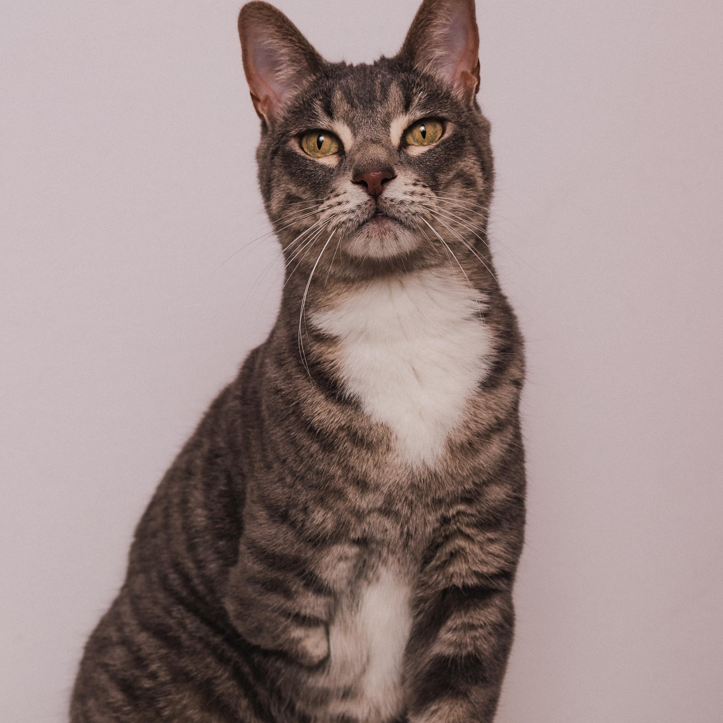 Enlarge Stumpy the Tripod, a Adoptable mixed breed in Houston, TX image 2/6