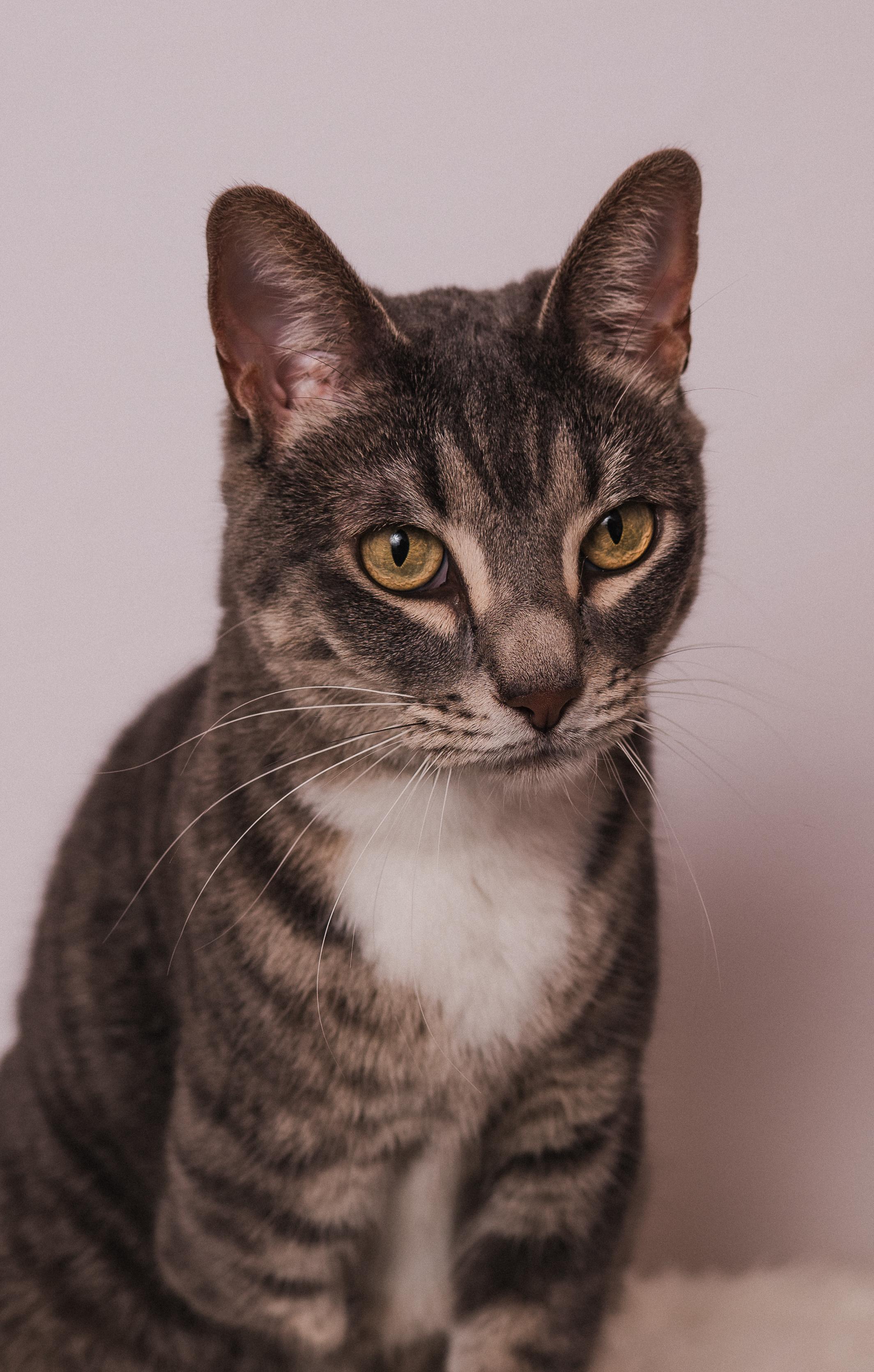 Enlarge Stumpy the Tripod, a Adoptable mixed breed in Houston, TX image 4/6