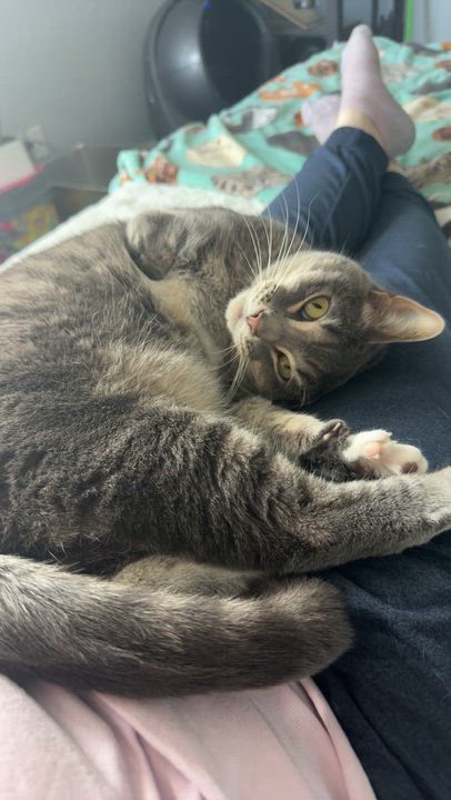 Enlarge Stumpy the Tripod, a Adoptable mixed breed in Houston, TX video 5/6