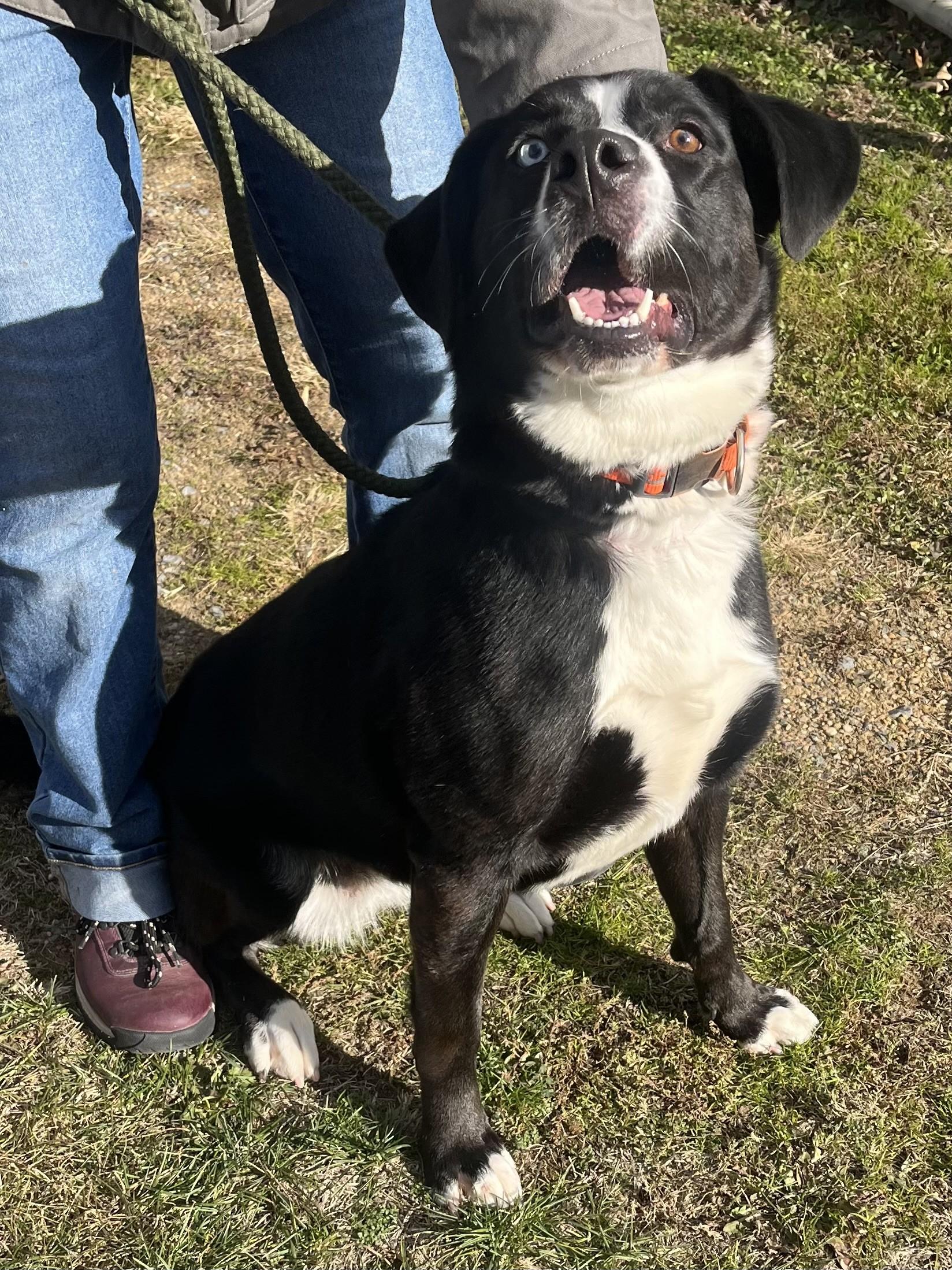 Enlarge Azalea, a ADOPTABLE mixed breed in Winchester, VA image 1/5