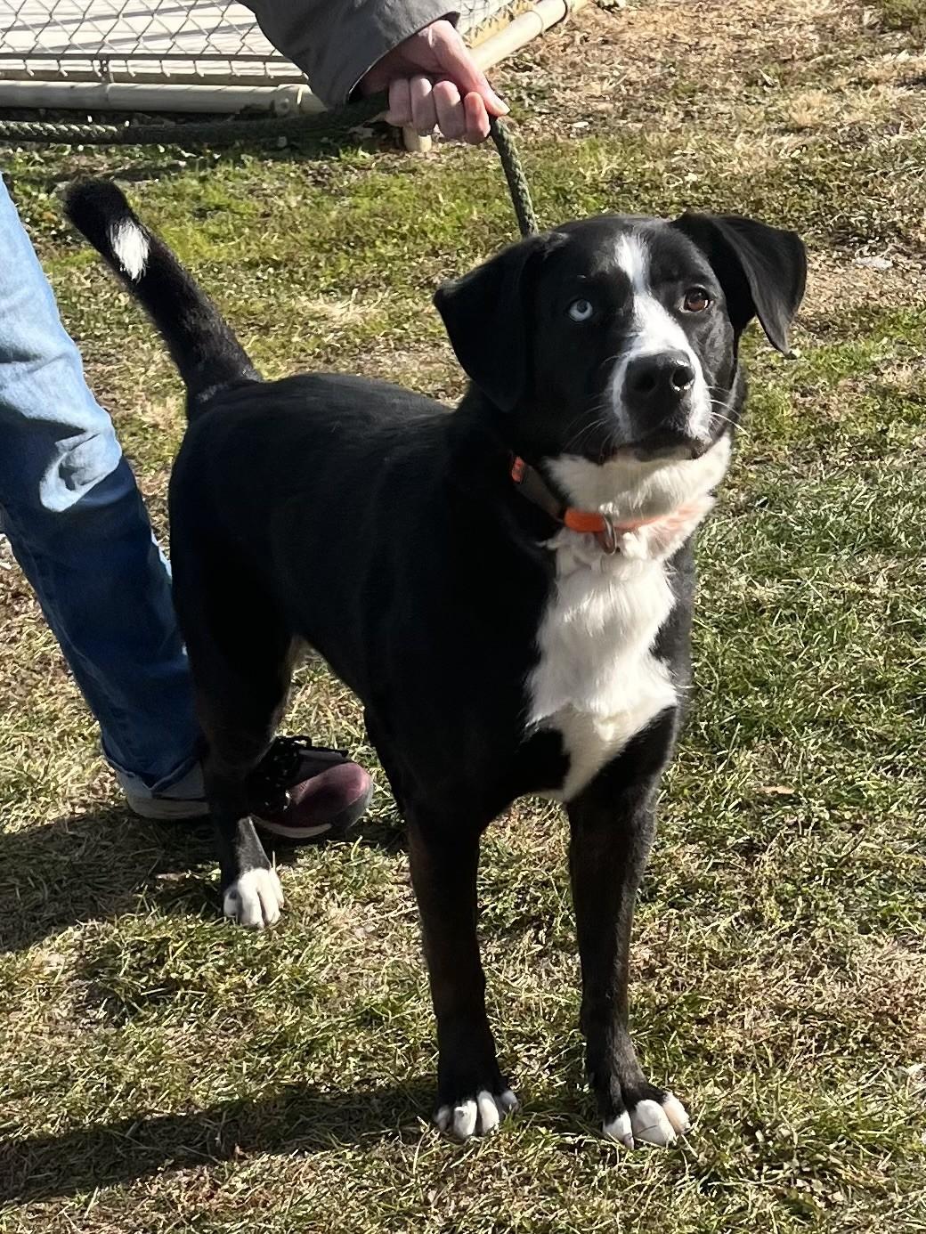 Enlarge Azalea, a ADOPTABLE mixed breed in Winchester, VA image 2/5