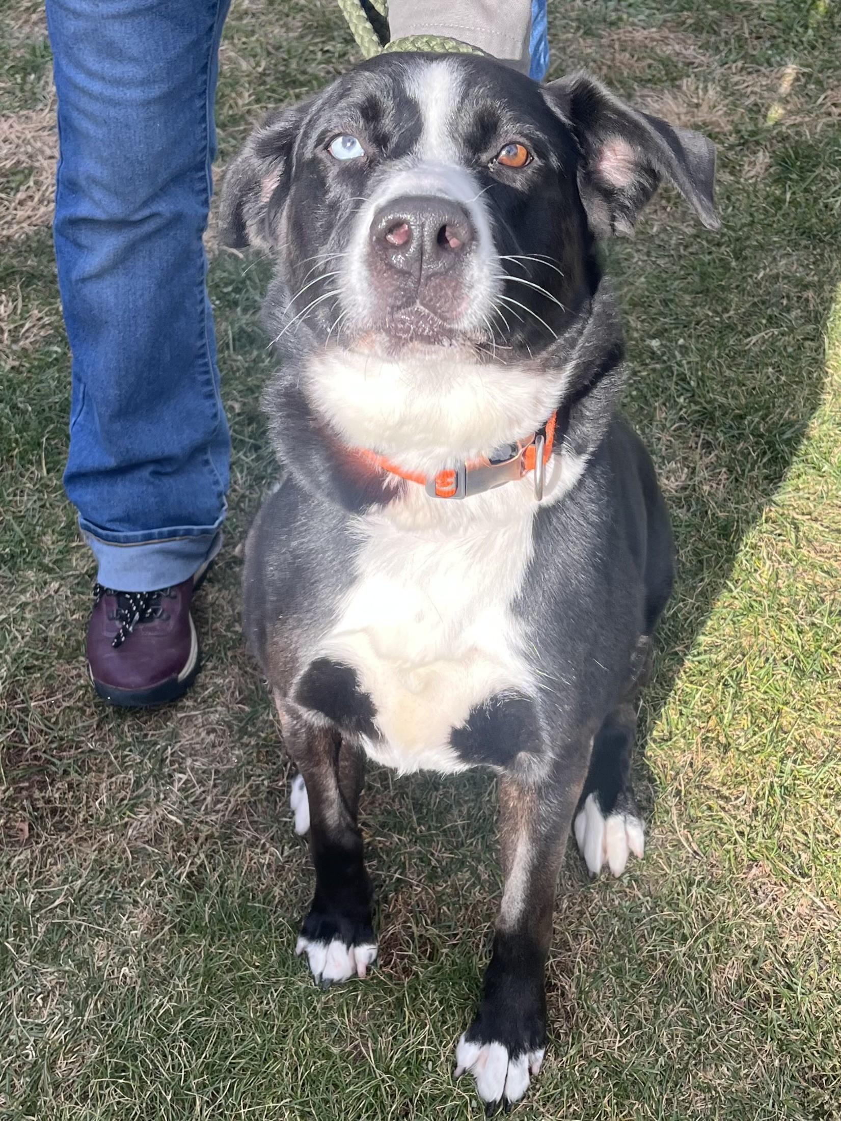 Enlarge Azalea, a ADOPTABLE mixed breed in Winchester, VA image 3/5