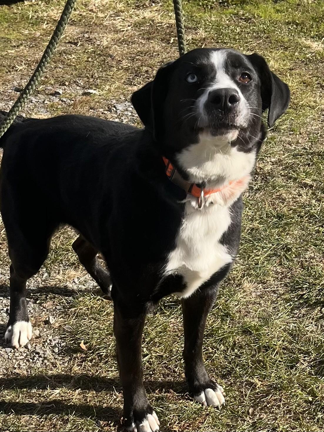Enlarge Azalea, a ADOPTABLE mixed breed in Winchester, VA image 4/5