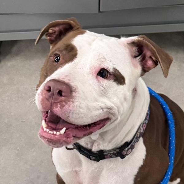 Baby, Adoptable, Adult Female American Staffordshire Terrier.