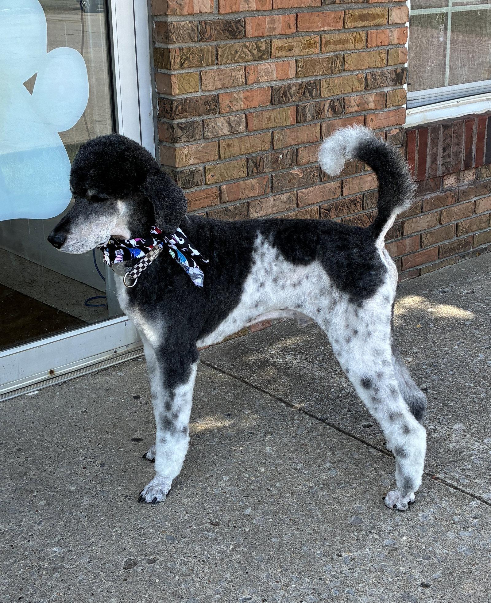 Sampson July 26 - in Foster in Radcliff, KY photo