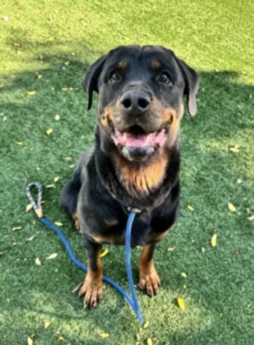 Enlarge MAXIMILLION, a Adoptable Rottweiler in Chatsworth, CA image 1/1