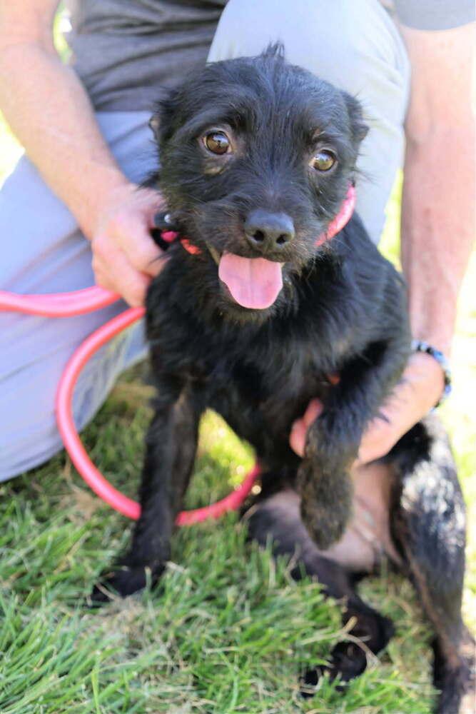 Enlarge Alfalfa (Bonded with Spanky), a Adoptable mixed breed in Draper, UT image 1/3