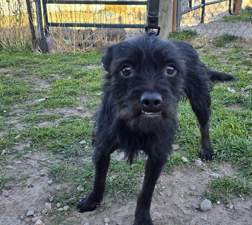 Enlarge Alfalfa (Bonded with Spanky), a Adoptable mixed breed in Draper, UT image 2/3