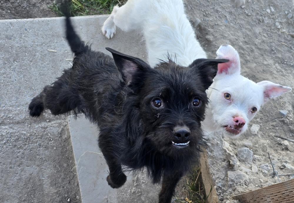 Enlarge Alfalfa (Bonded with Spanky), a Adoptable mixed breed in Draper, UT image 3/3
