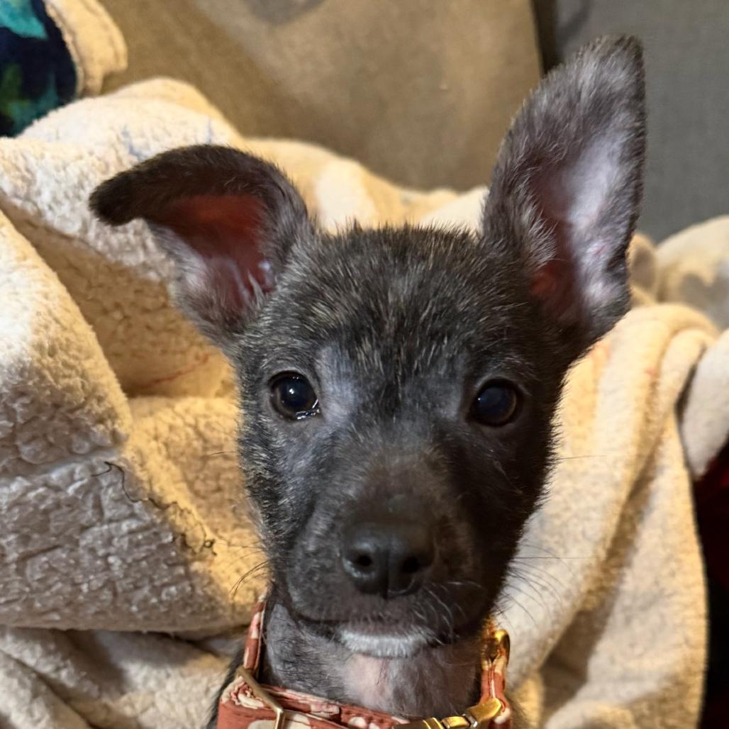 Enlarge Sunshine Cassi, a Adoptable mixed breed in Lakewood, CO image 1/1