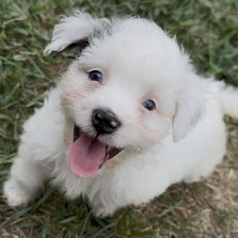 Bailey (Mini-Aussiedoodle), Adoptable, Puppy Female Poodle & Aussiedoodle.