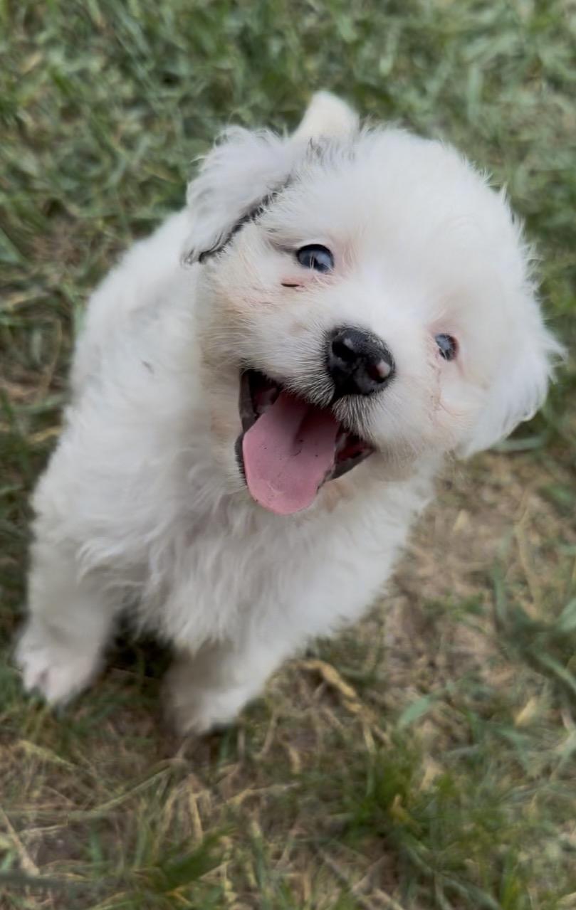 Enlarge Bailey (Mini-Aussiedoodle), a Adoptable mixed breed in South Saint Paul, MN image 2/3