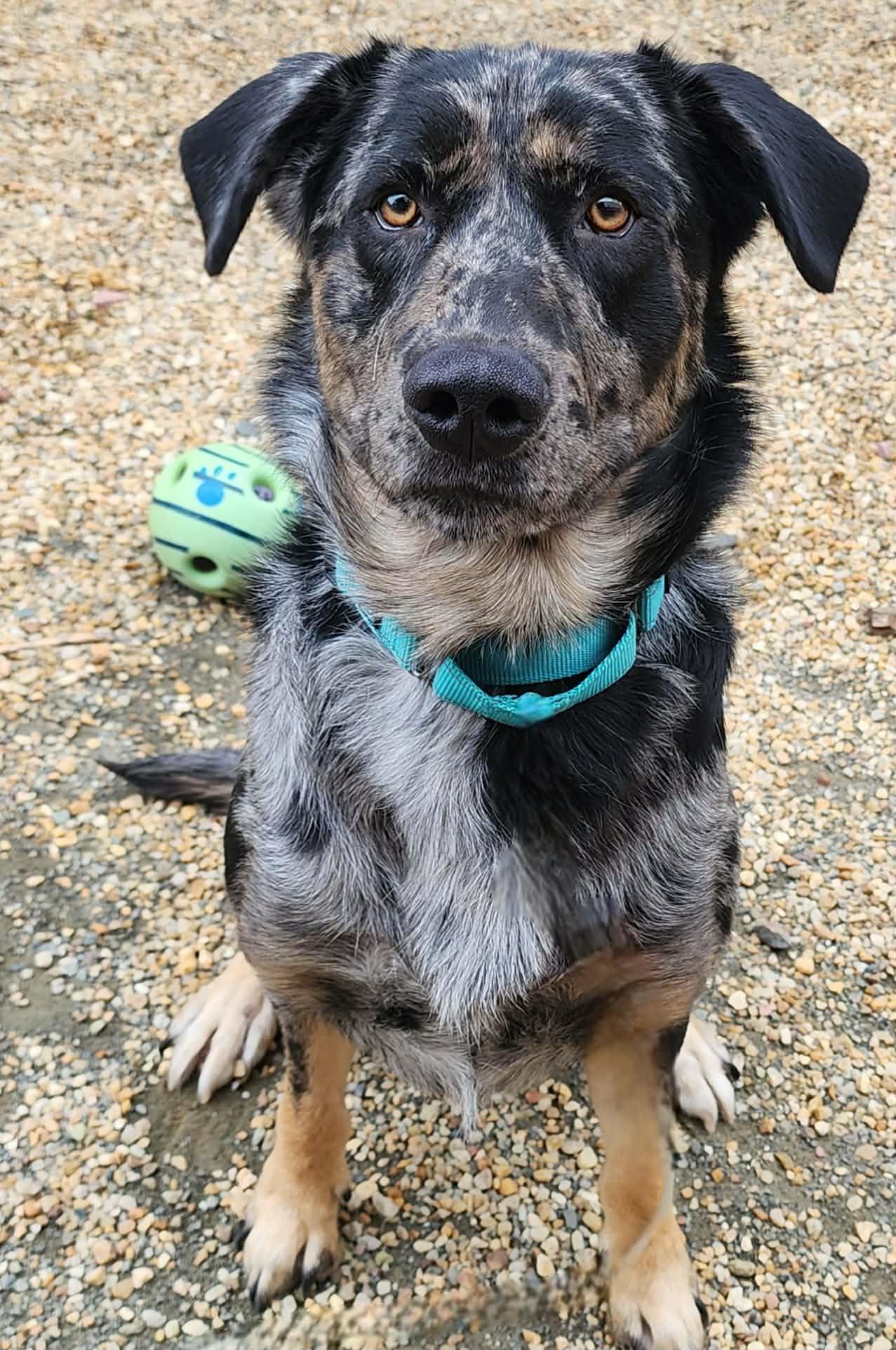 SHAGGY, ADOPTABLE, Adult Male Catahoula Leopard Dog.