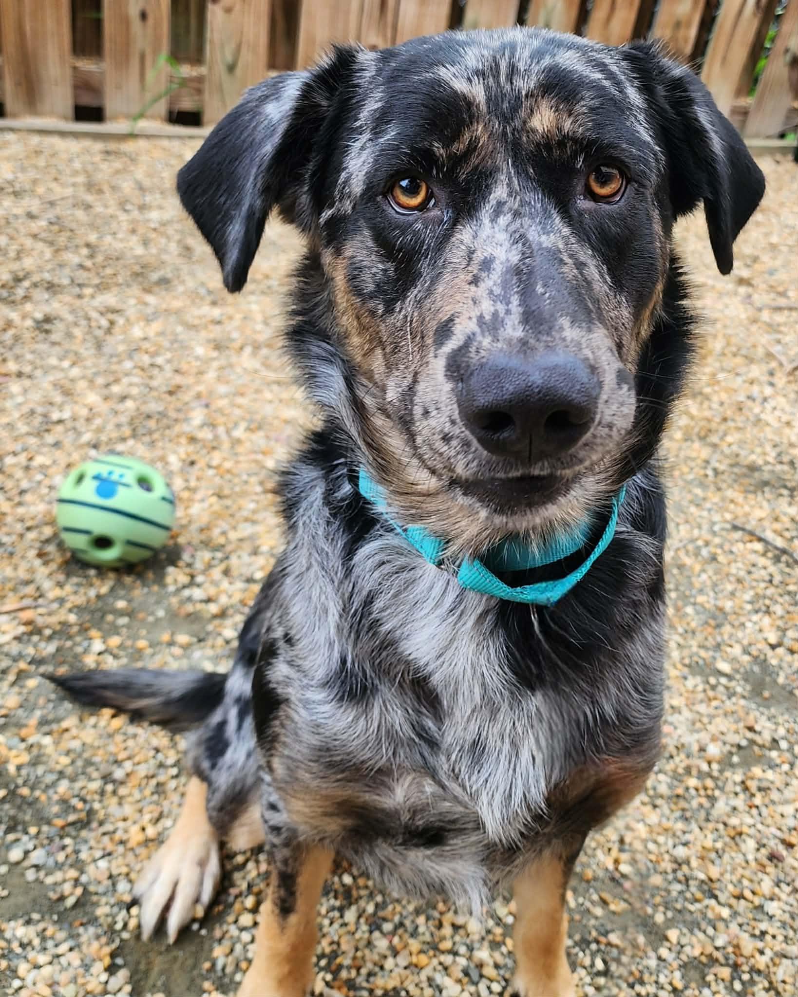 Enlarge SHAGGY, a ADOPTABLE mixed breed in Manassas, VA image 2/2