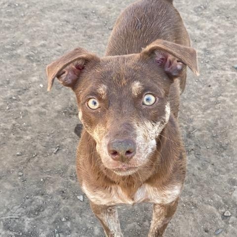 Enlarge Rainbow, a Adoptable mixed breed in Madras, OR image 1/1
