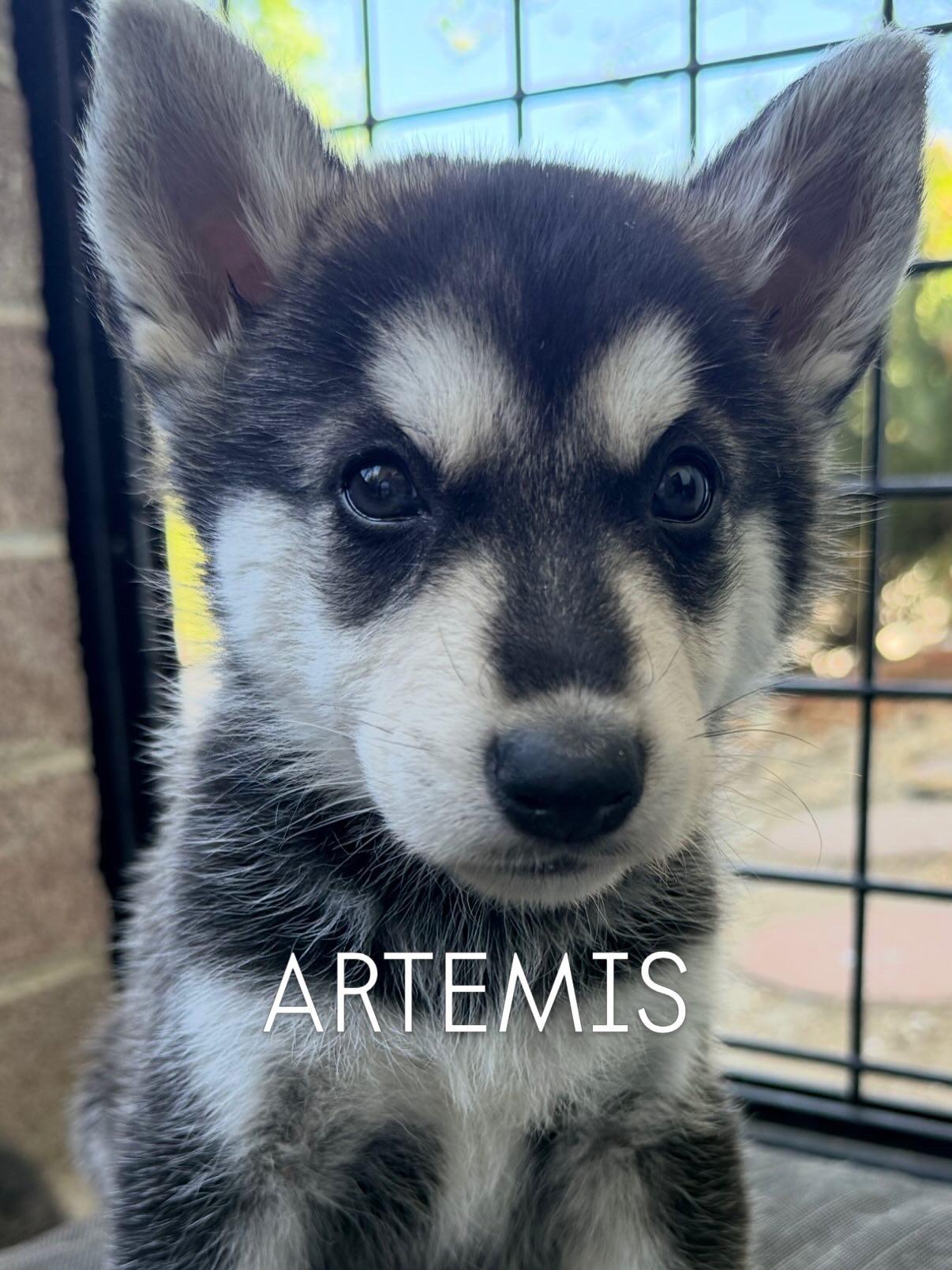 Enlarge Available now... Artemis the handsome shepsky puppy, a Adoptable mixed breed in Los Angeles, CA image 2/3