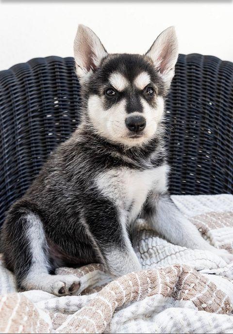 Enlarge Available now... Artemis the handsome shepsky puppy, a Adoptable mixed breed in Los Angeles, CA image 1/3