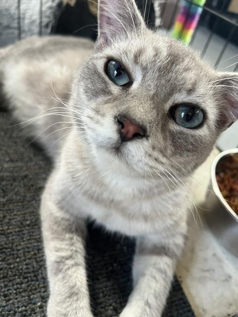 Rotten, Adoptable, Young Male Domestic Short Hair & Siamese.