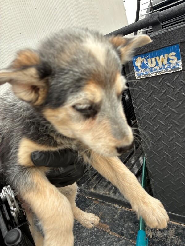 Enlarge Pearl, a Adoptable Cattle Dog in Hobbs, NM image 1/3