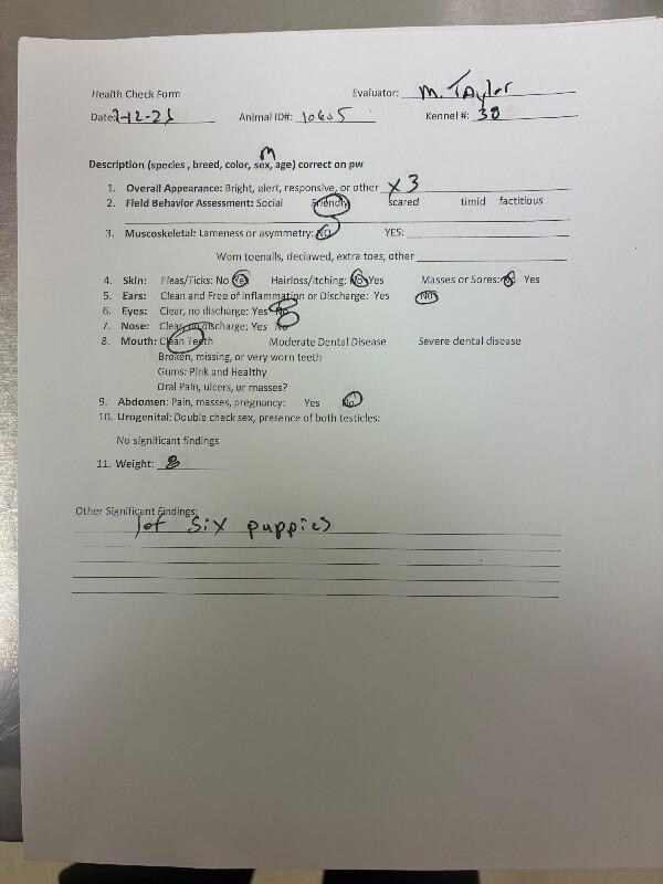 Enlarge Pearl, a Adoptable Cattle Dog in Hobbs, NM image 2/3