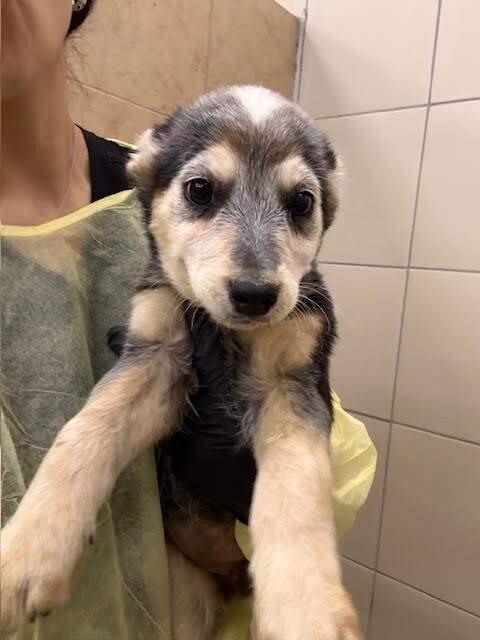 Enlarge Pearl, a Adoptable Cattle Dog in Hobbs, NM image 3/3