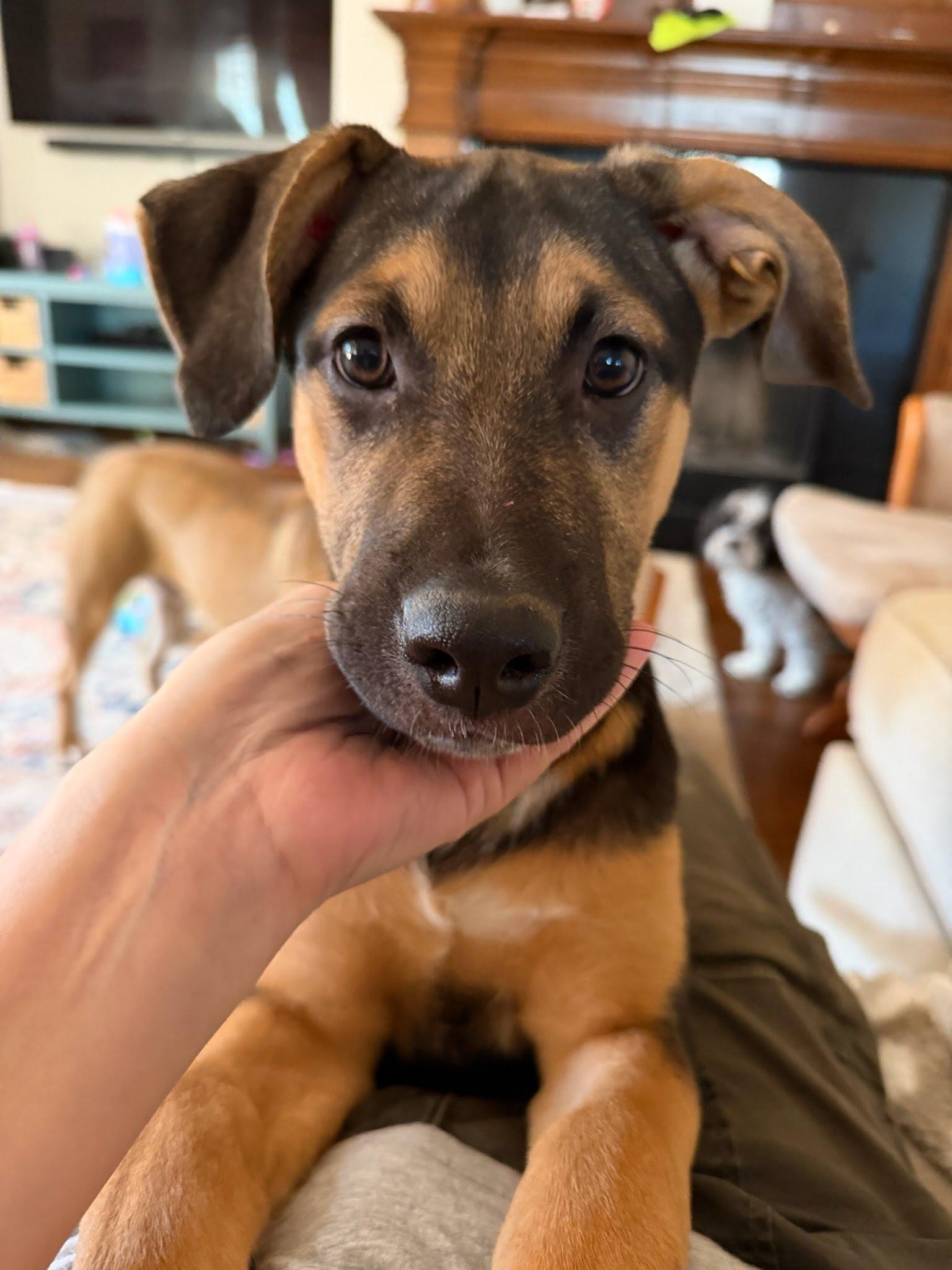 Hope, a ADOPTABLE mixed breed in Fort Worth, TX image 2/6