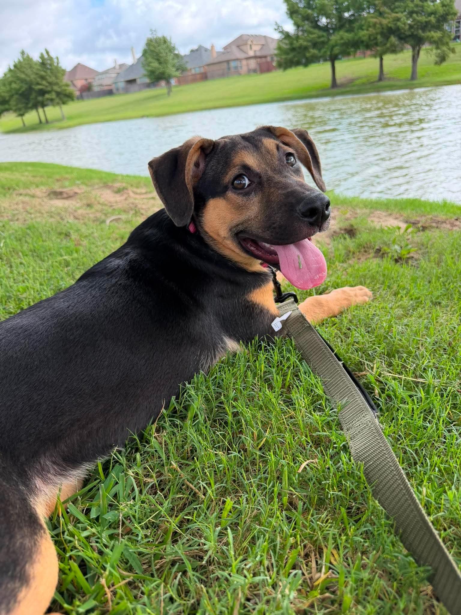 Hope, a ADOPTABLE mixed breed in Fort Worth, TX image 6/6