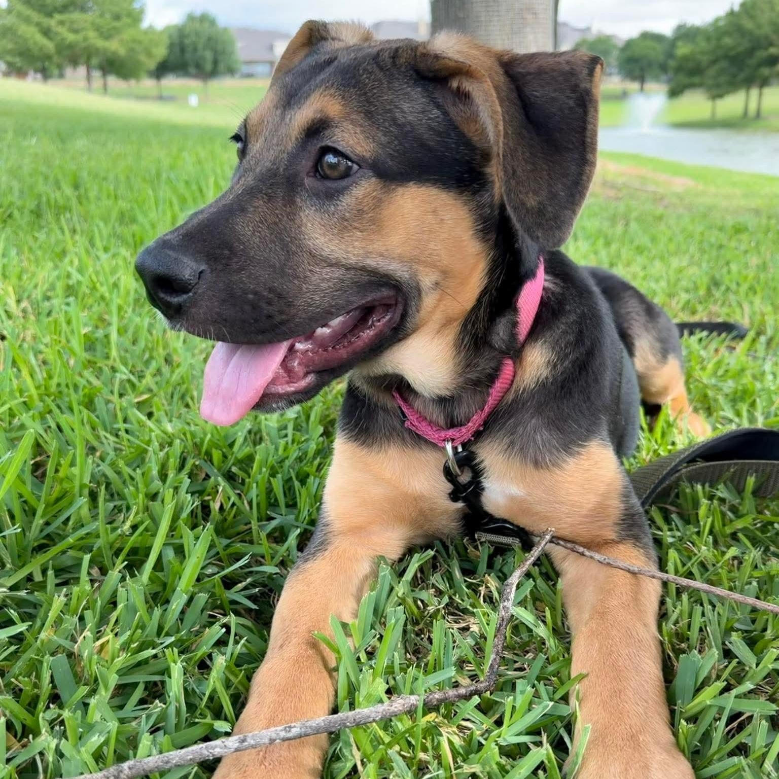Hope, ADOPTABLE, Puppy Female German Shepherd Dog & Pit Bull Terrier.