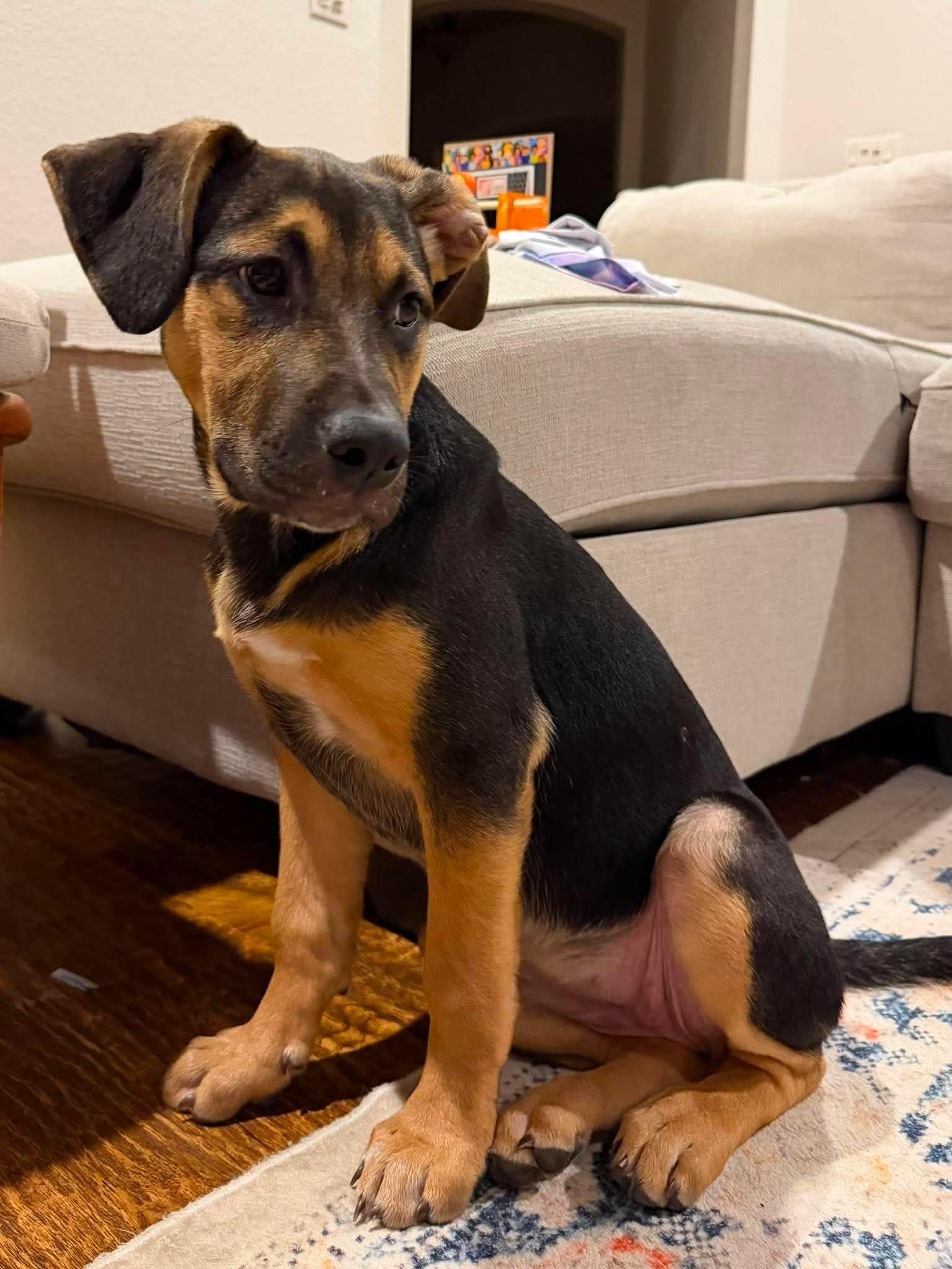 Hope, a ADOPTABLE mixed breed in Fort Worth, TX image 5/6