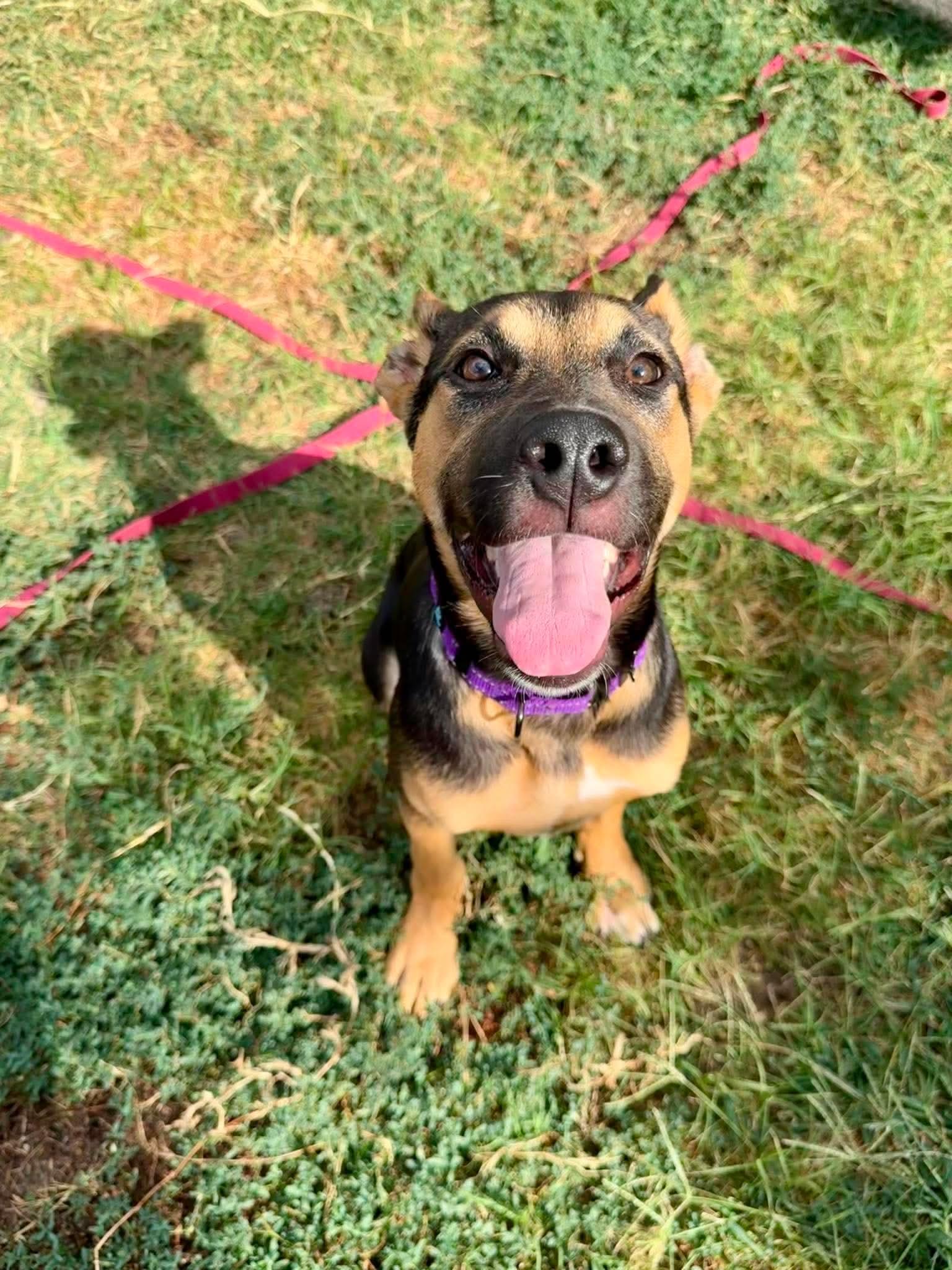 Hope, a ADOPTABLE mixed breed in Fort Worth, TX image 6/6