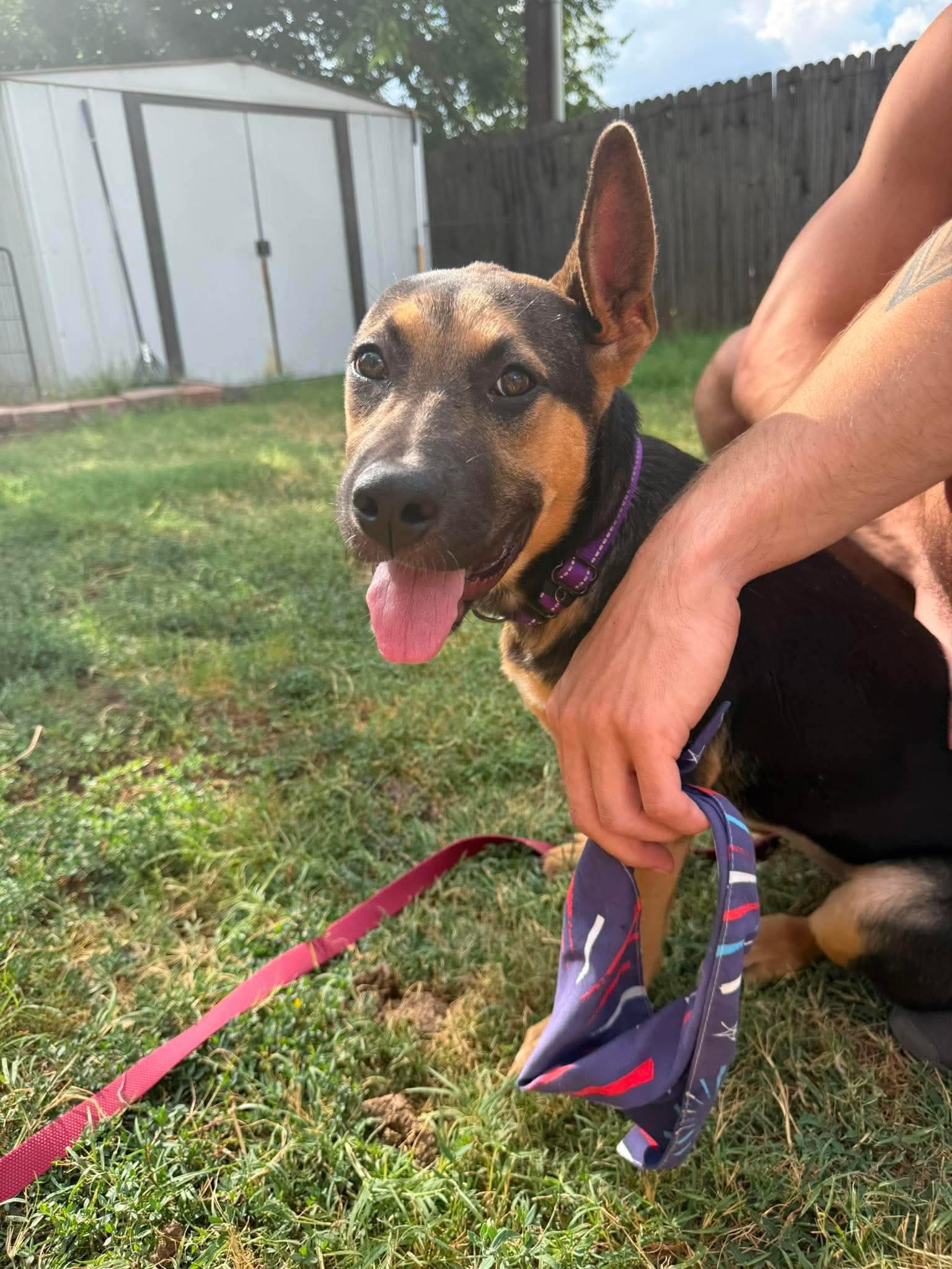 Hope, a ADOPTABLE mixed breed in Fort Worth, TX image 5/6