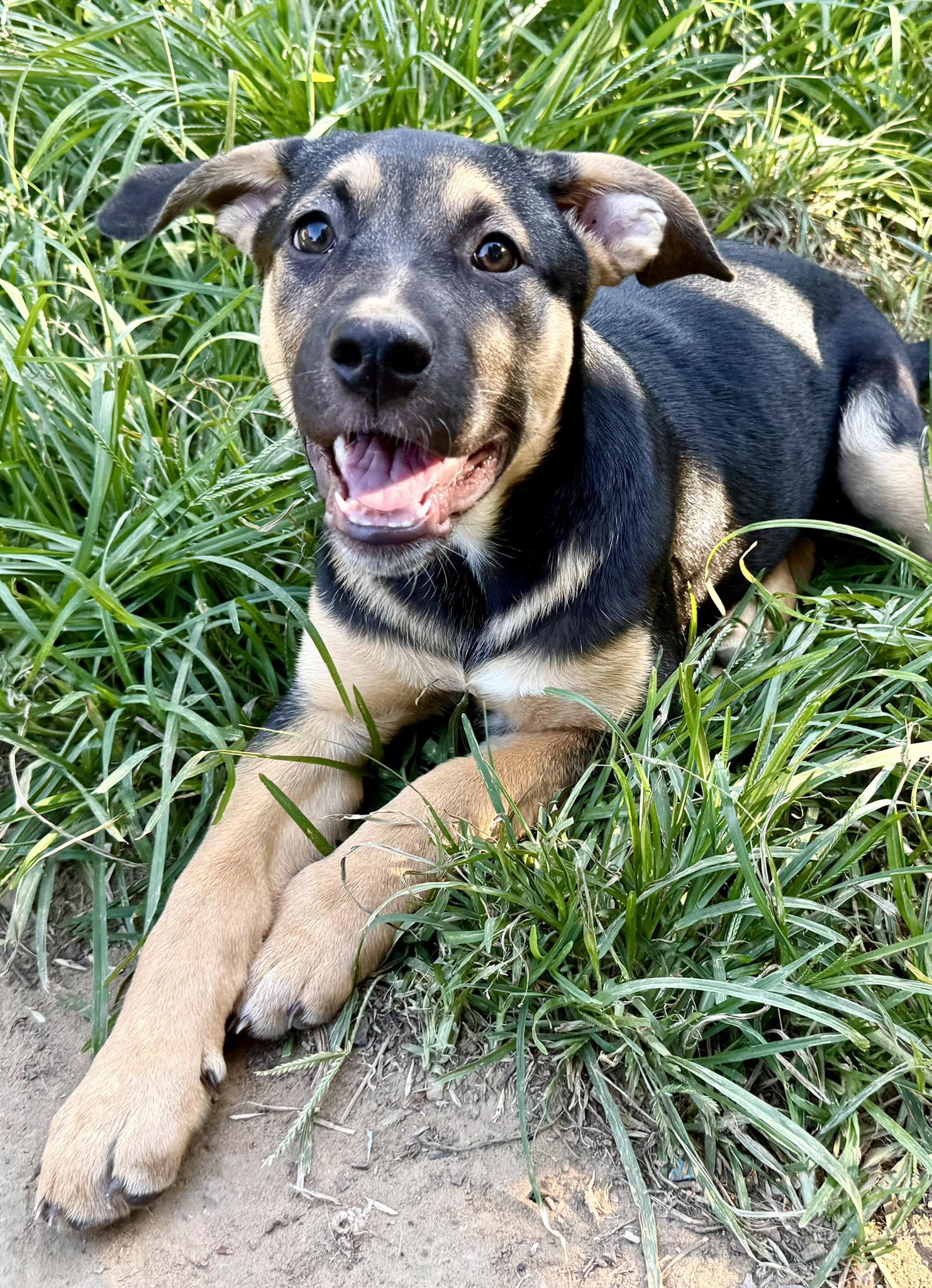 Hope, a ADOPTABLE mixed breed in Fort Worth, TX image 3/6