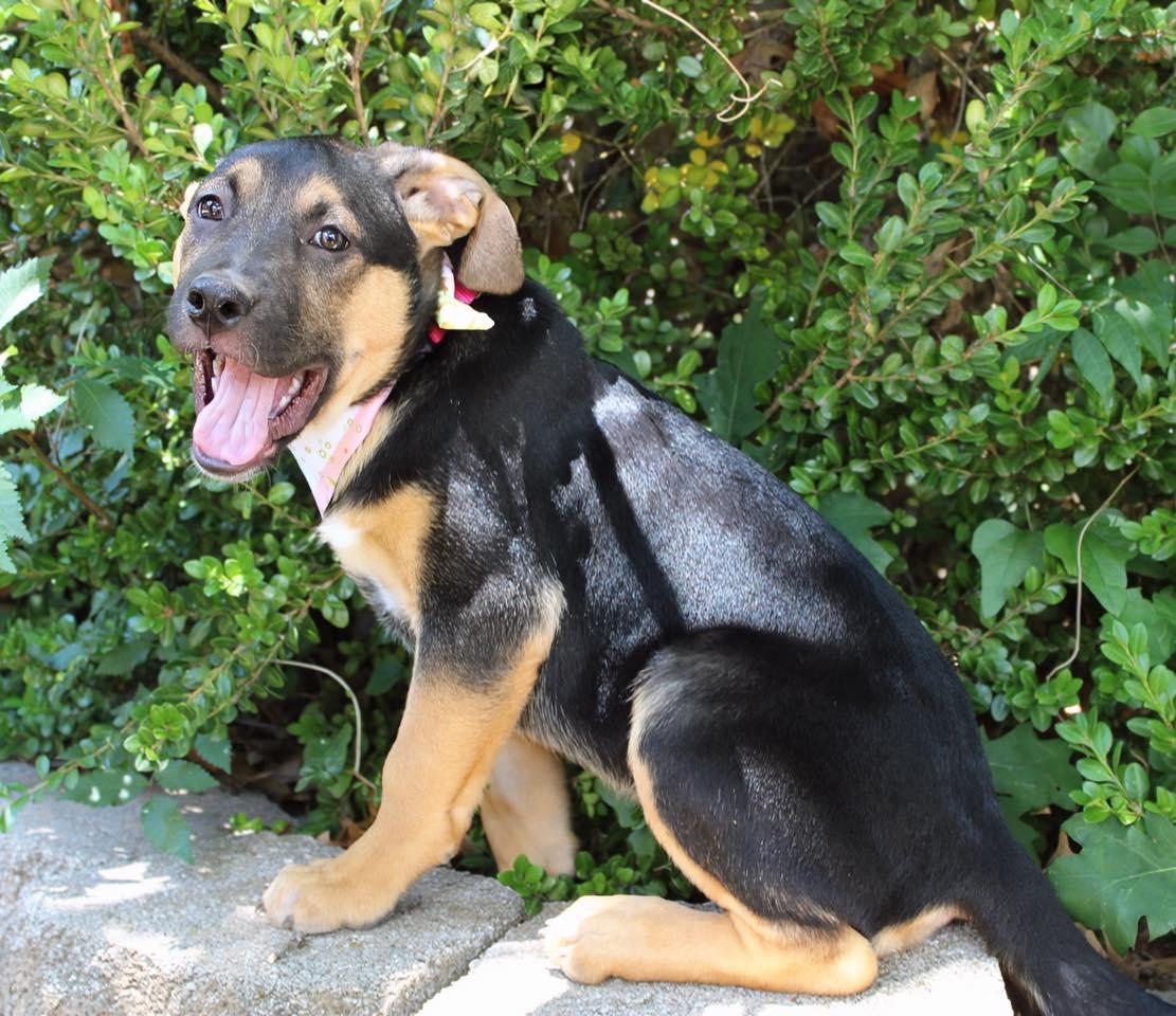 Hope, a ADOPTABLE mixed breed in Fort Worth, TX image 4/6