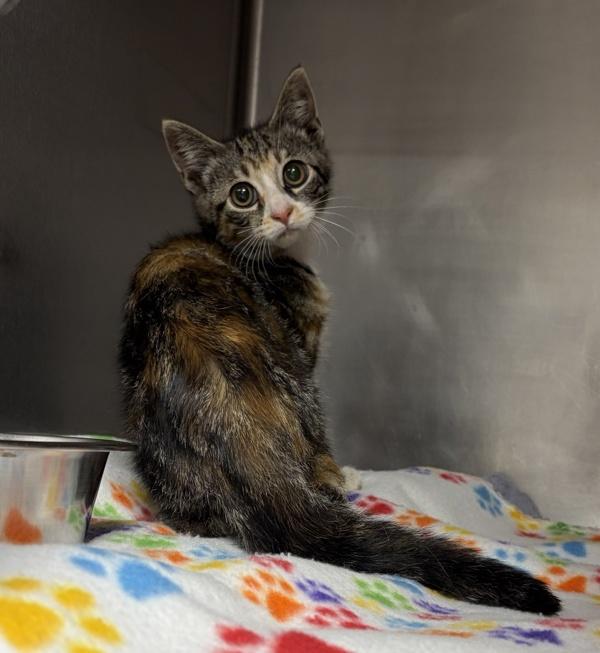 Libby, Adoptable, Kitten Female Domestic Short Hair.