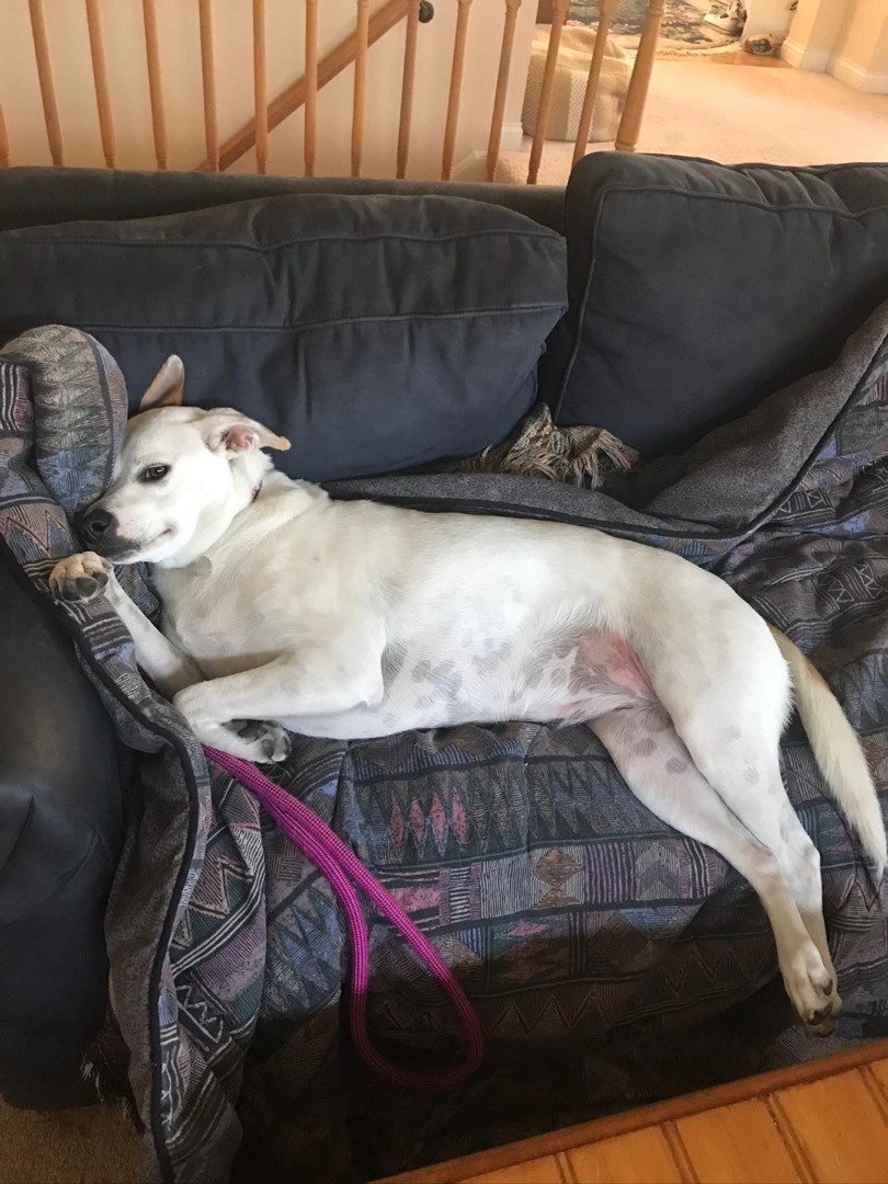 Luci, Adoptable, Adult Female Labrador Retriever & Jack Russell Terrier.