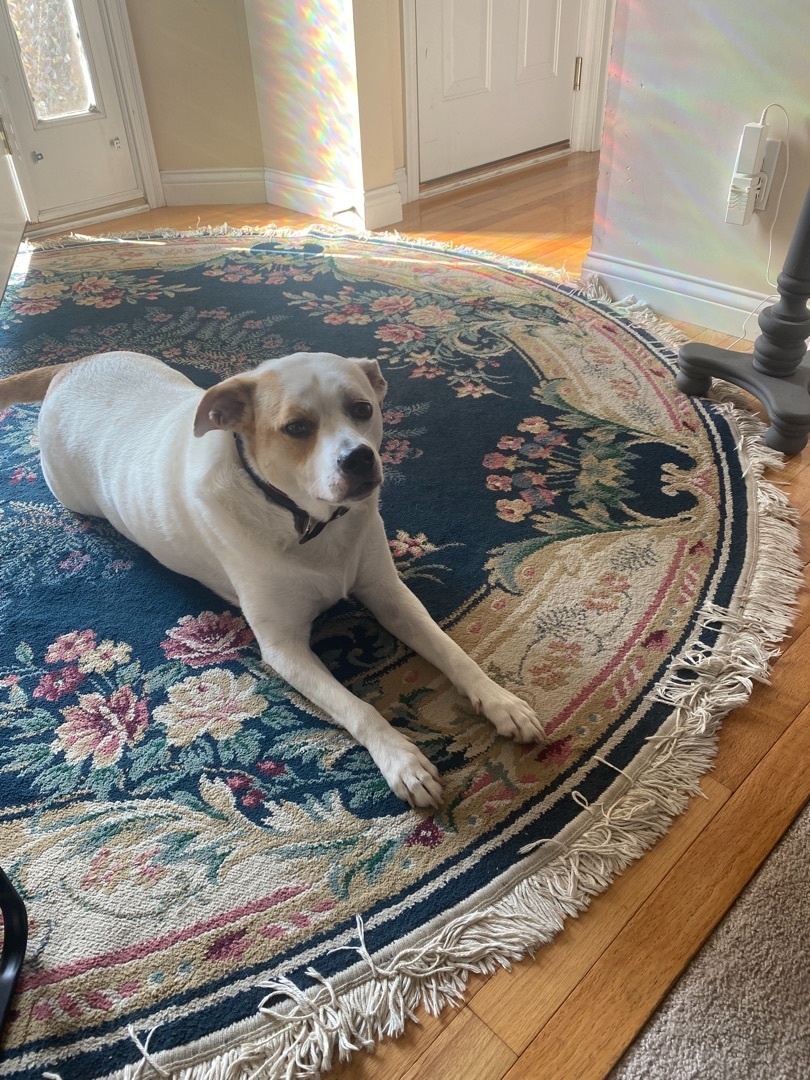 Luci, a Adoptable mixed breed in Covington, KY image 2/6