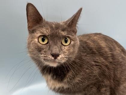 Mimi, Adoptable, Young Female Domestic Short Hair & Domestic Short Hair.