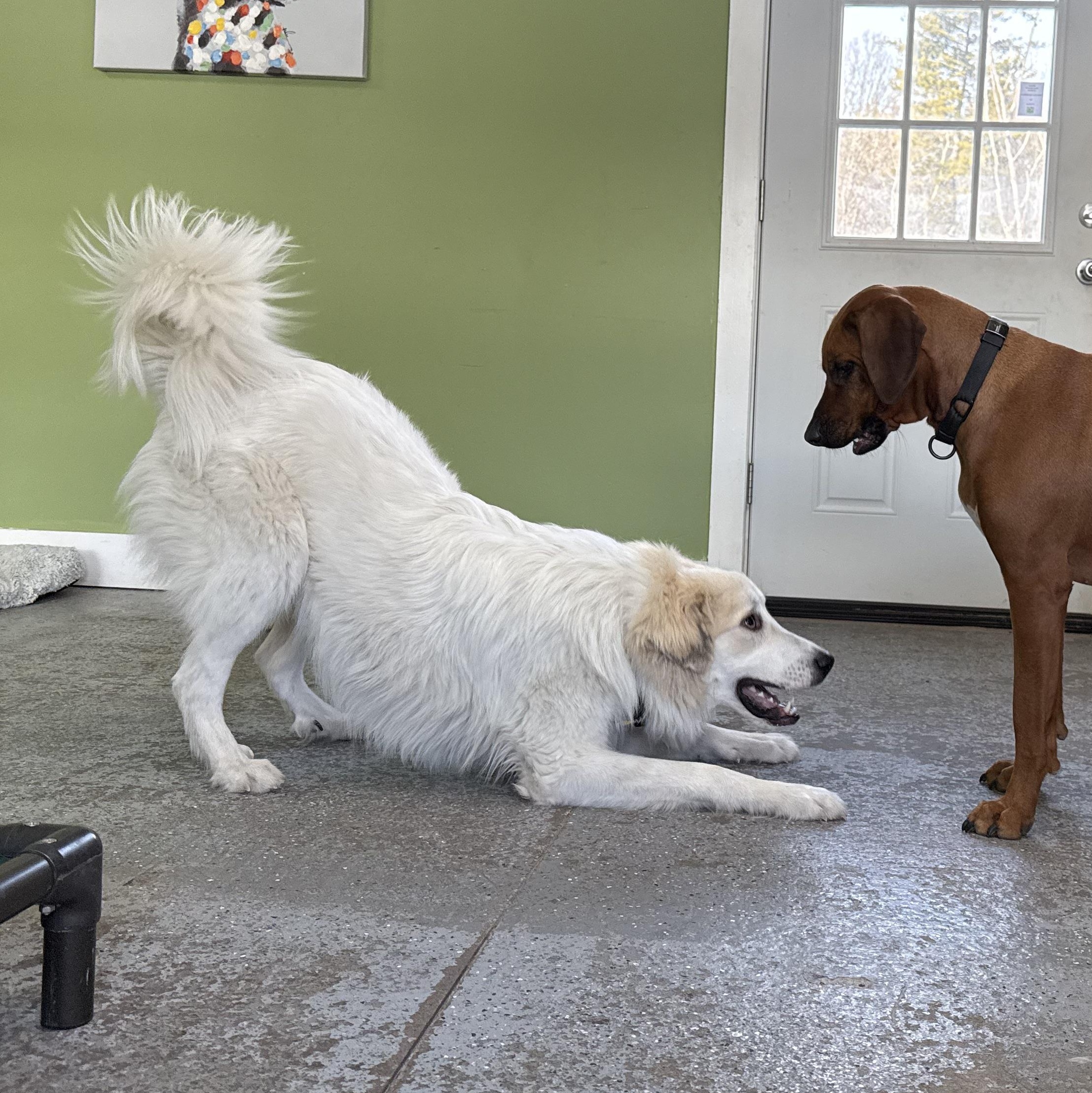 Jax, a Adopted Great Pyrenees in Accord, NY image 4/6