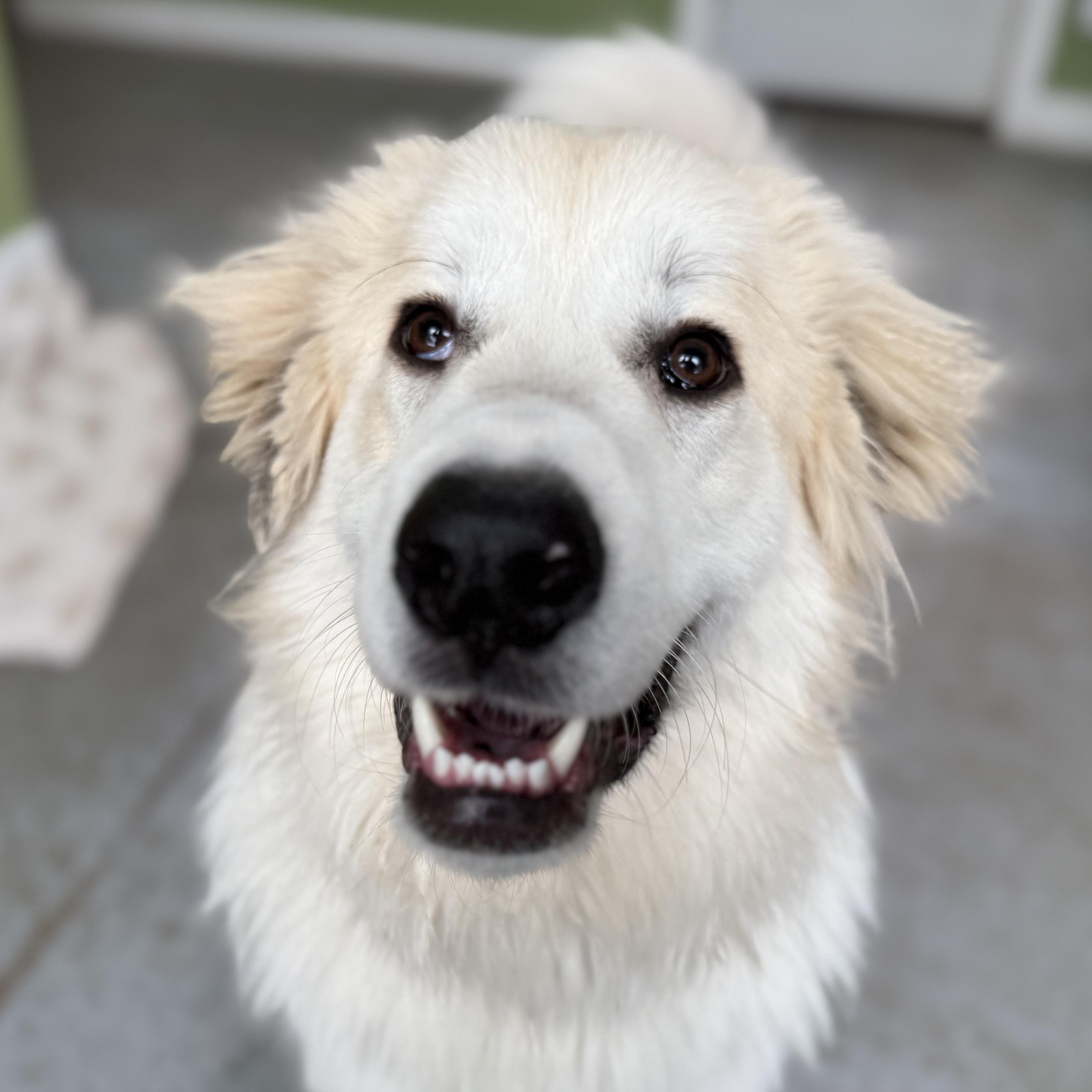 Jax, a Adopted Great Pyrenees in Accord, NY image 5/6