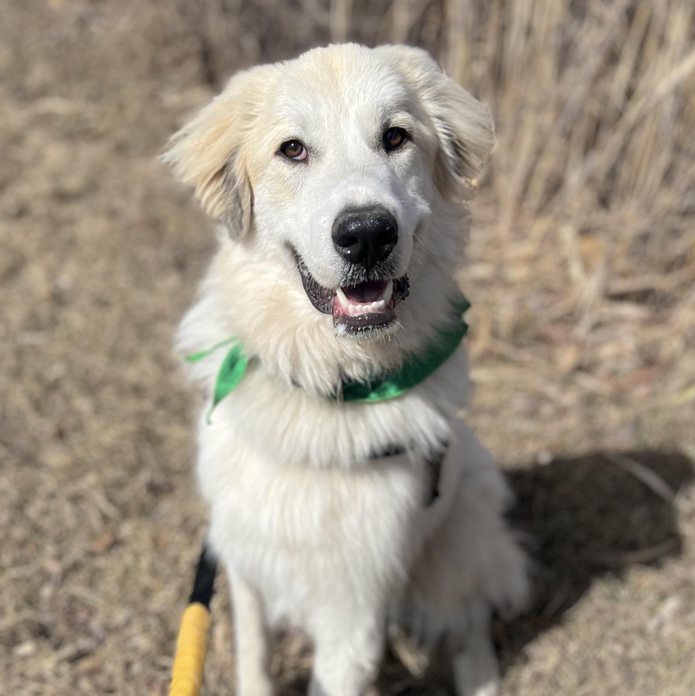 Jax, a Adopted Great Pyrenees in Accord, NY image 2/6