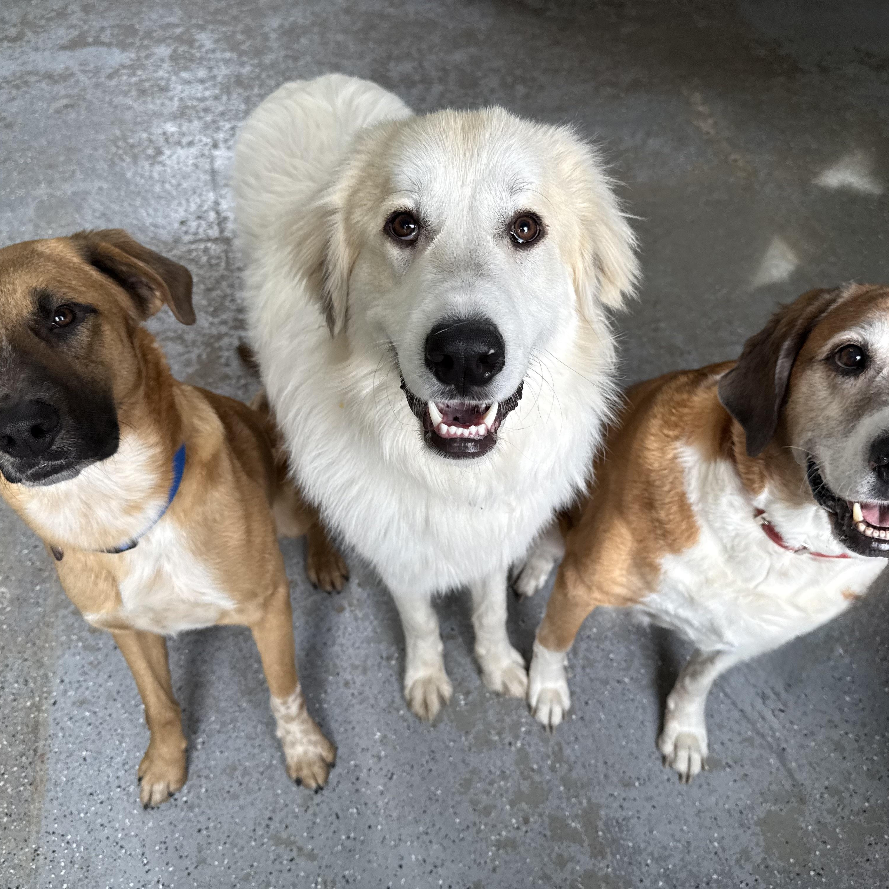 Jax, a Adopted Great Pyrenees in Accord, NY image 6/6